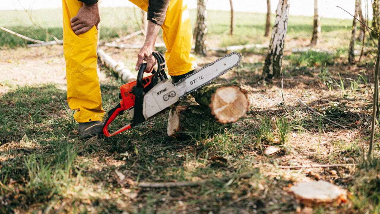 Best Tree Pruning Services  in Yuma, CO